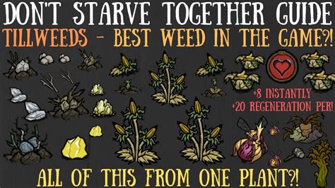 Don't Starve Together Guide: Tillweeds .
